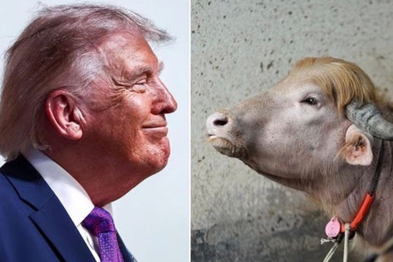 "Donald Trump"a benzetilen manda kurban olmaktan kurtuldu