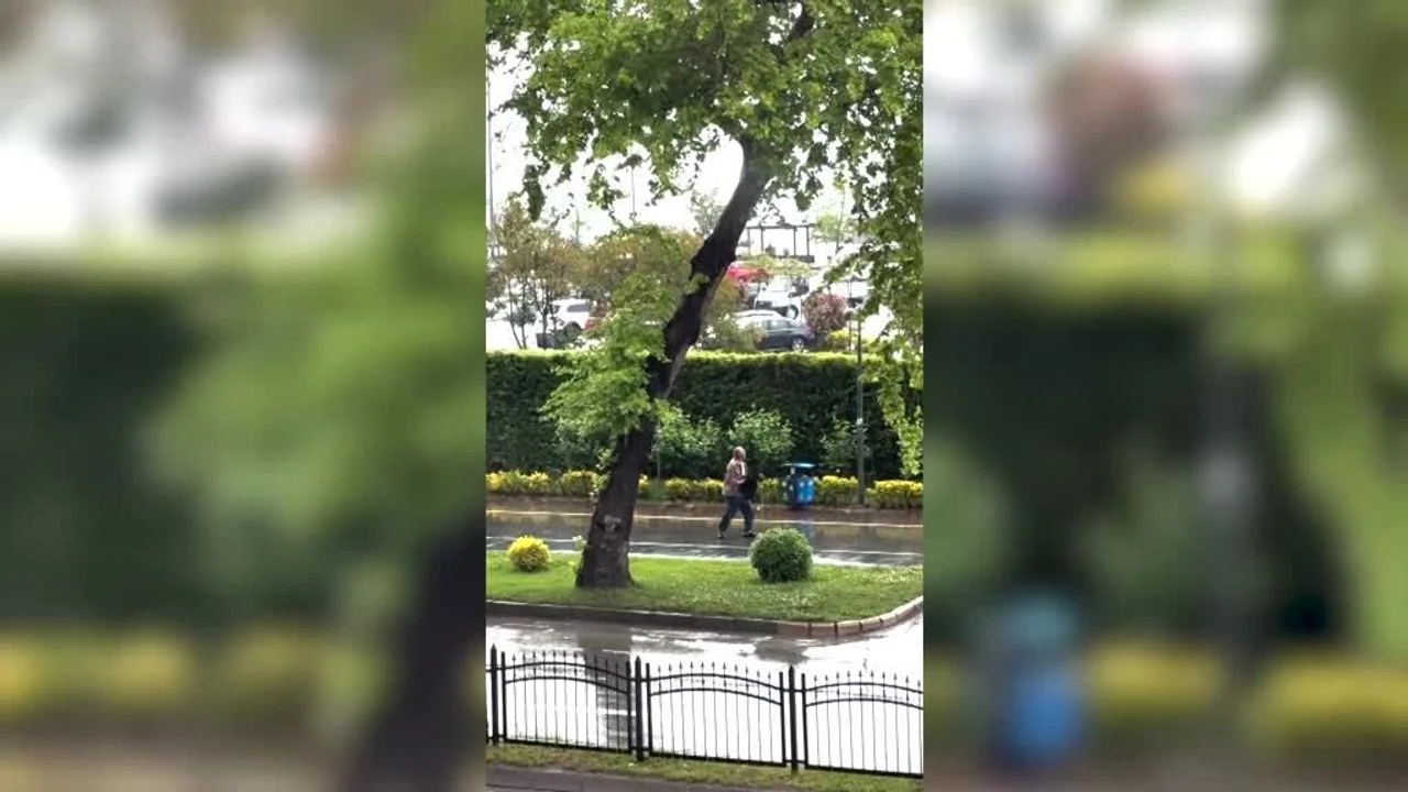 Pusuya yatan karga, yoldan geçen herkese saldırdı