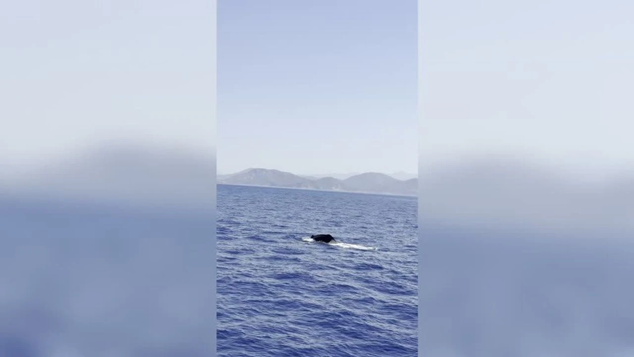 Görenler gözlerine inanamadı! Fethiye'de dev balina