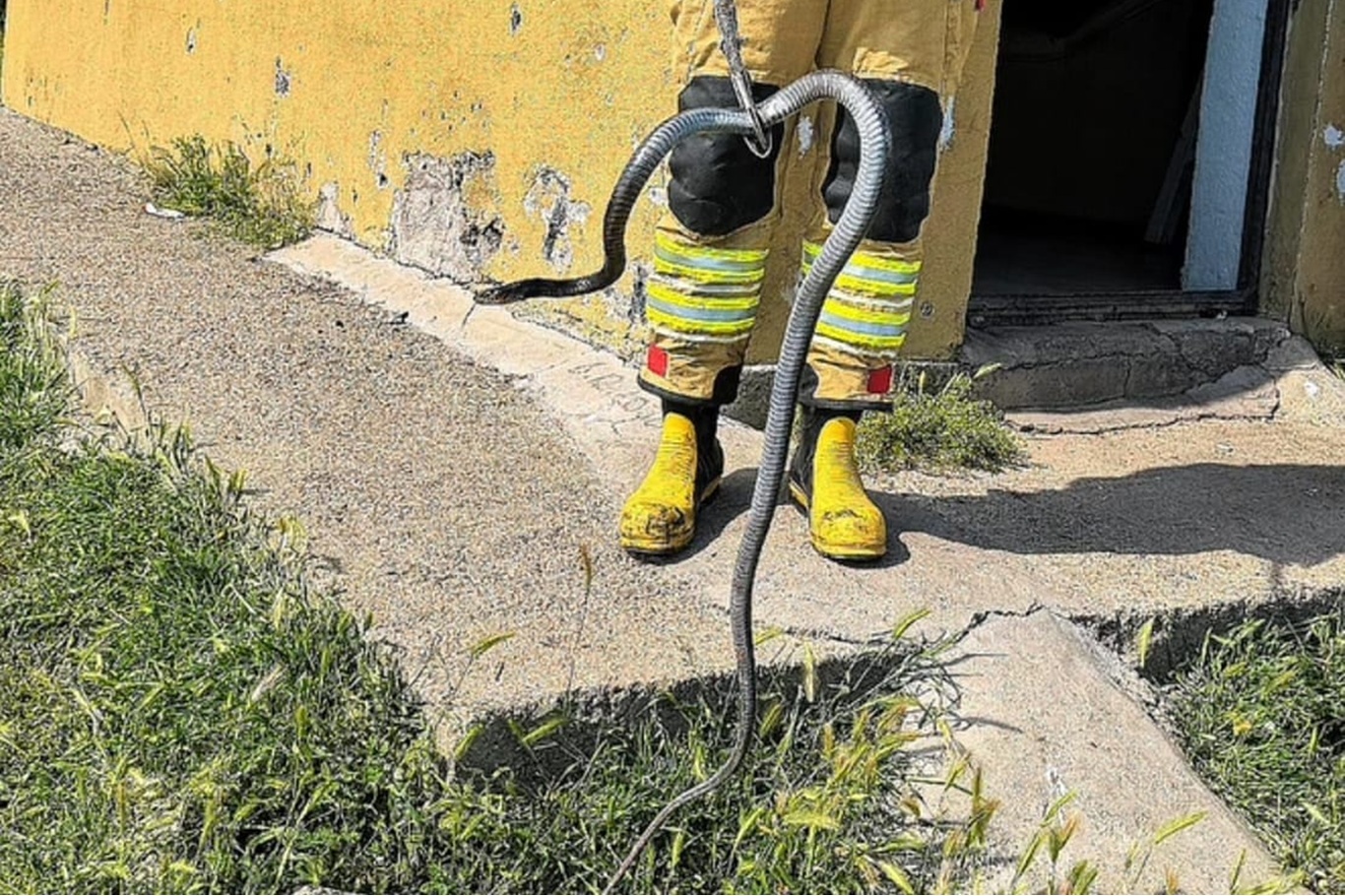 Bingöl'de evde çıkan yılan ekiplerce yakalanıp doğaya bırakıldı