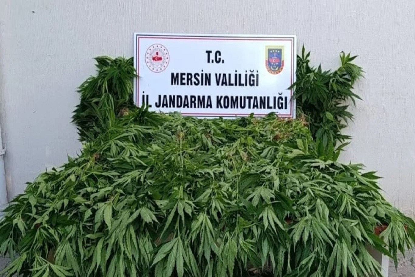 Mersin'de ormanlık alanda kenevir operasyonu: 2 şüpheli tutuklandı