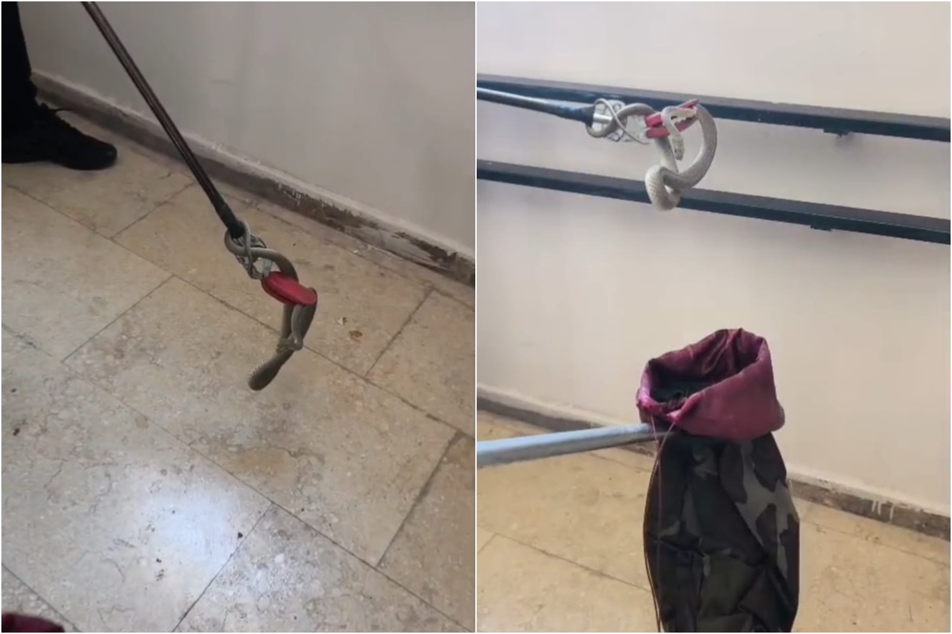 TOKİ konutlarında yılan paniği