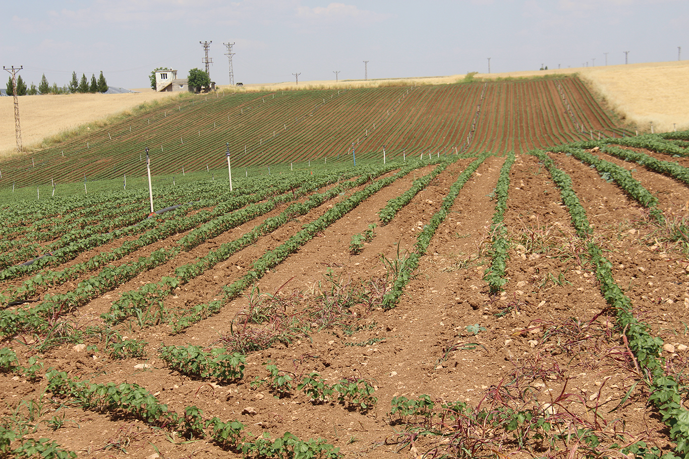 Yüksek faturalar çiftçiyi üretimden uzaklaştırıyor