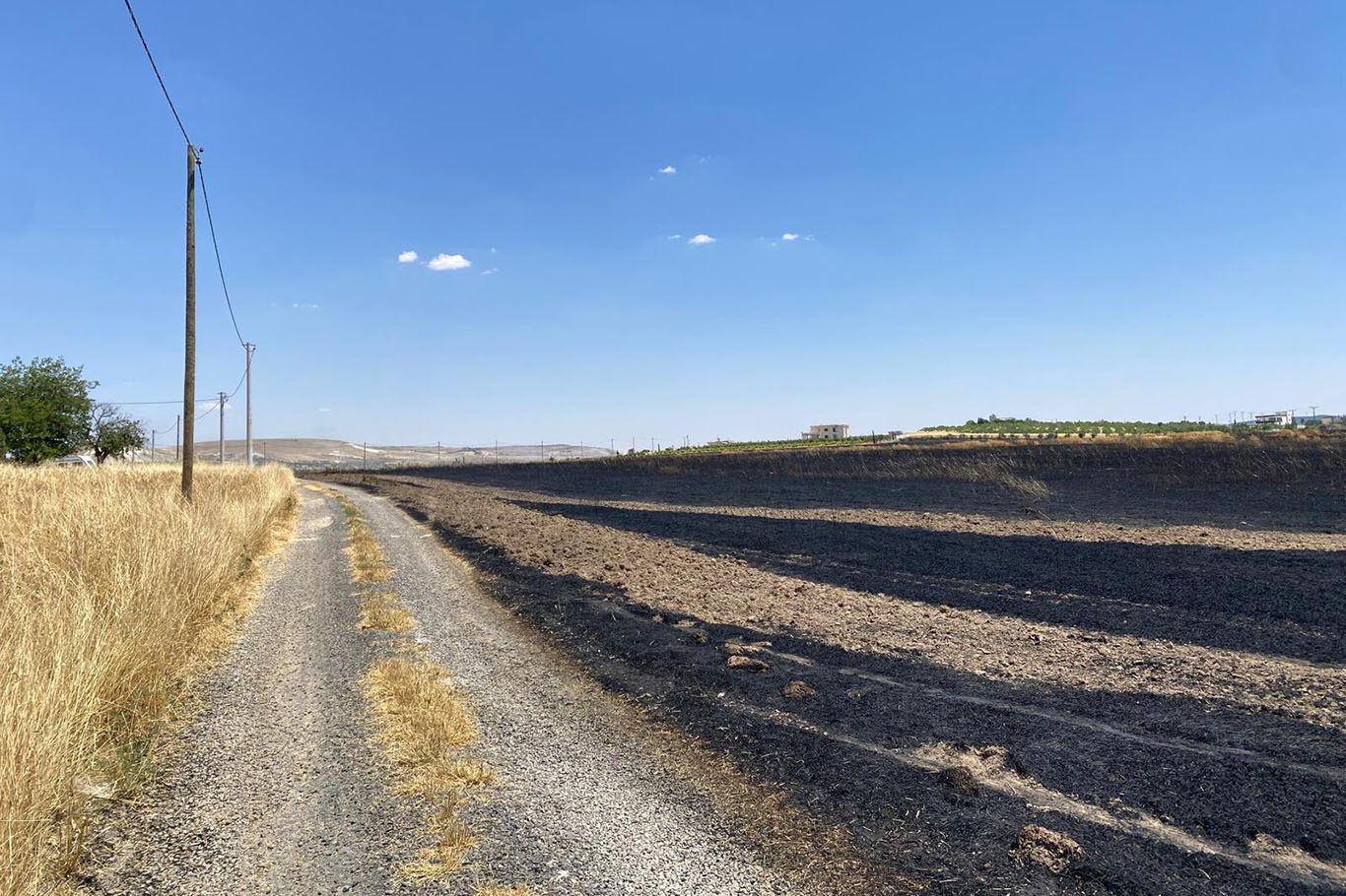 Şanlıurfa’da arpa tarlasında yangın: 300 dönüm alan zarar gördü