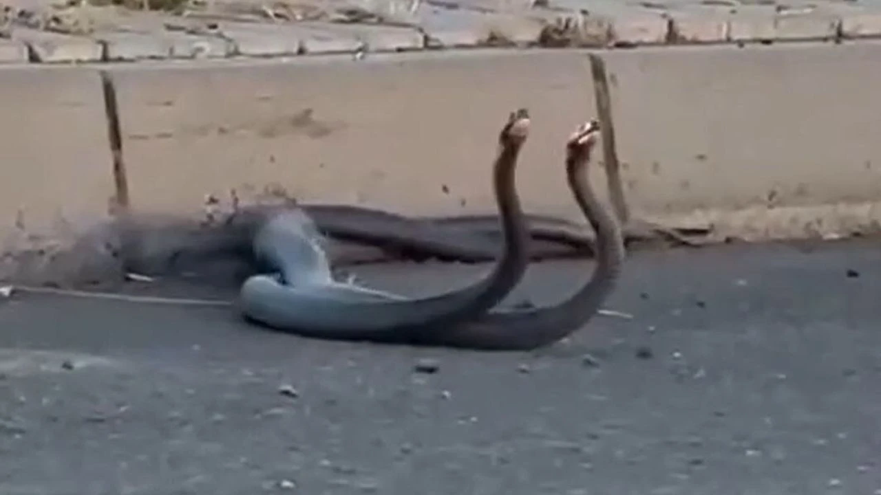 Yılanlar şehir merkezine indi! İşte o görüntüler