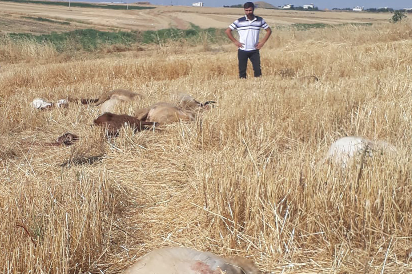 Diyarbakır'da iddiaya göre tarım ilacıyla kirlenen sudan içen 62 küçükbaş hayvan telef oldu