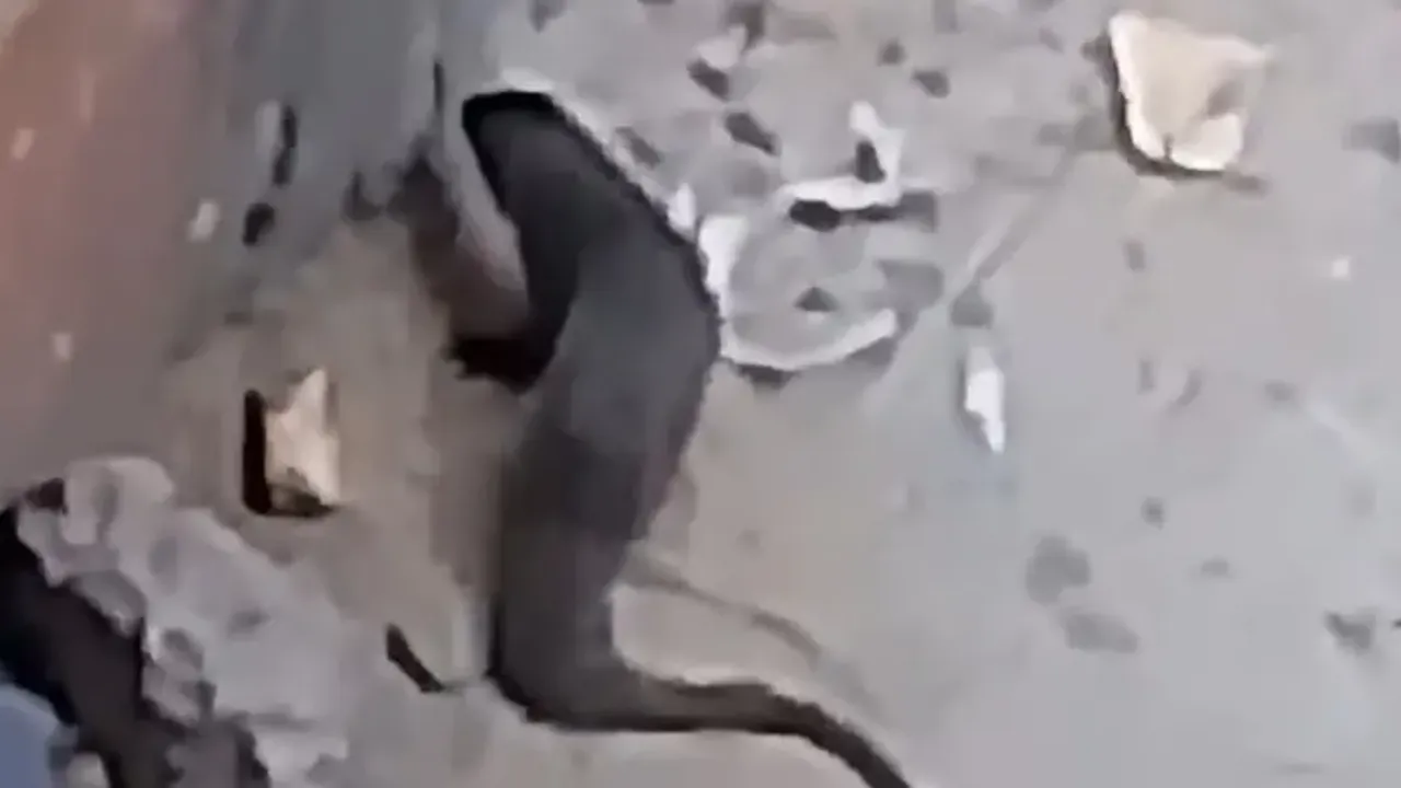 Şehirde gizemli hayvan göründü, halk paniğe kapıldı